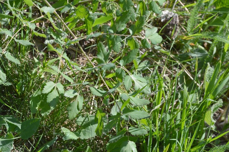 Peucedanum cervaria photo 7