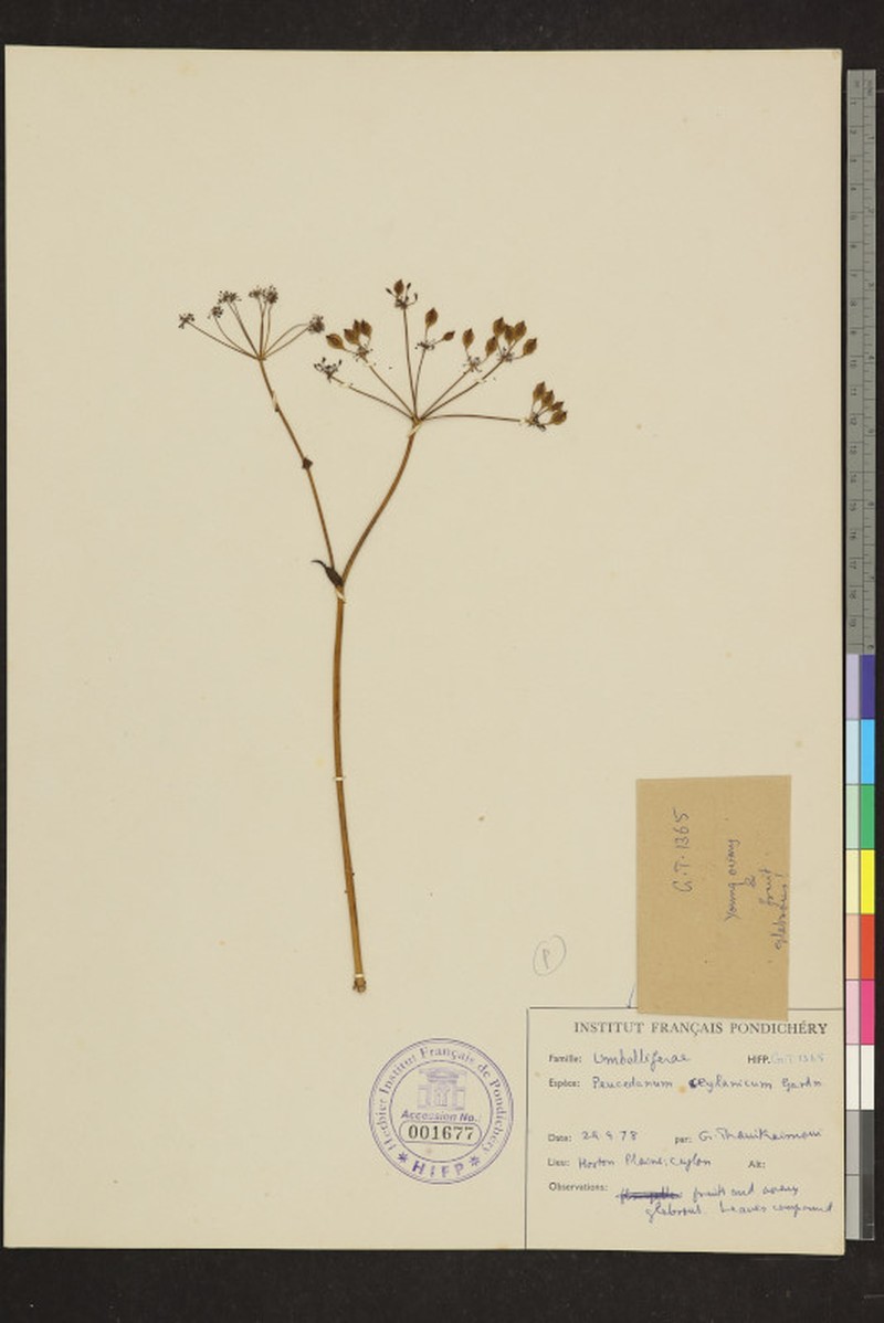 Peucedanum ceylanicum
