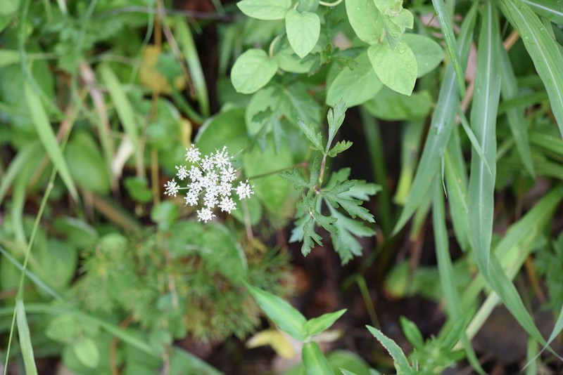 Peucedanum chujaense