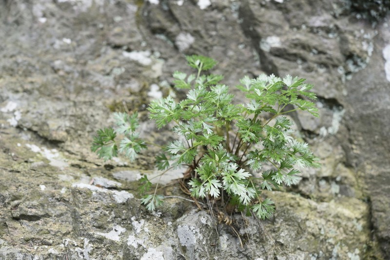 Peucedanum chujaense photo 2