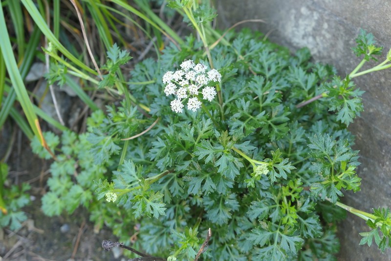 Peucedanum chujaense photo 3