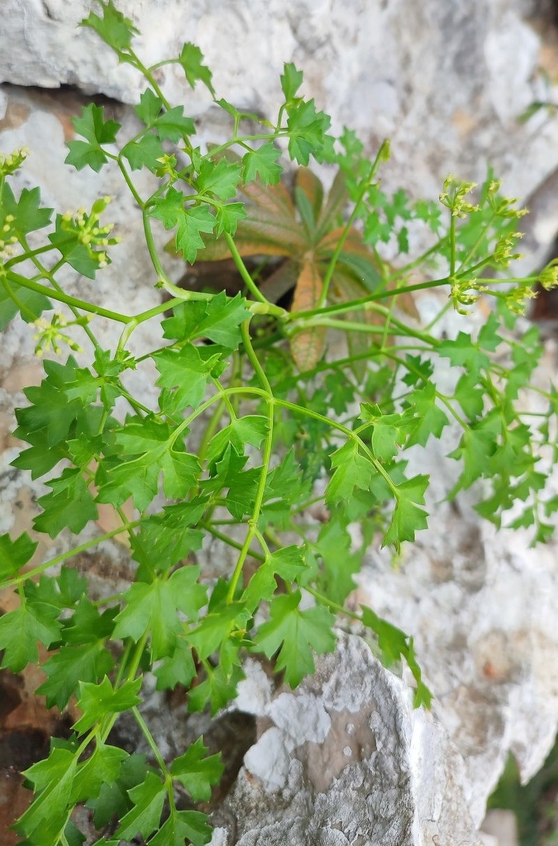 Peucedanum cordatum