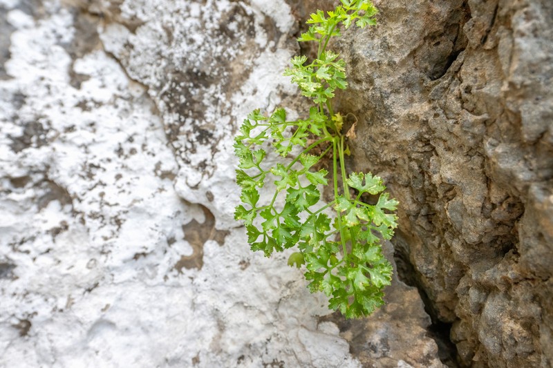 Peucedanum cordatum photo 2