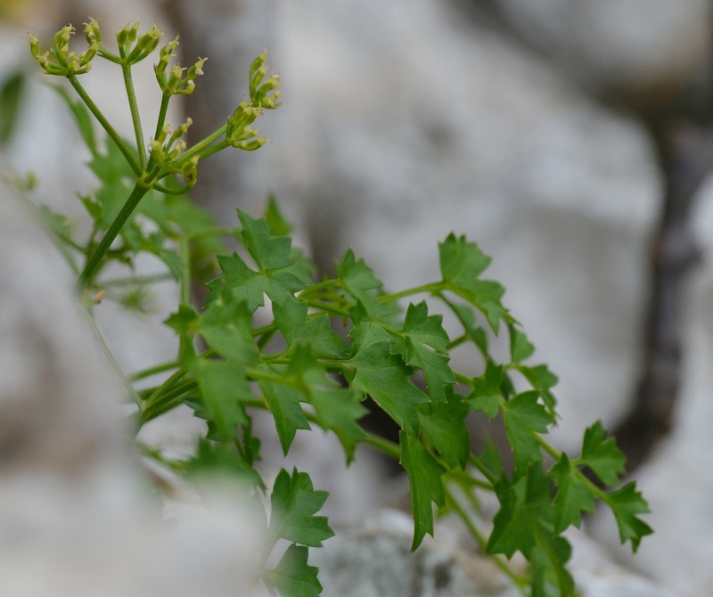 Peucedanum cordatum photo 3