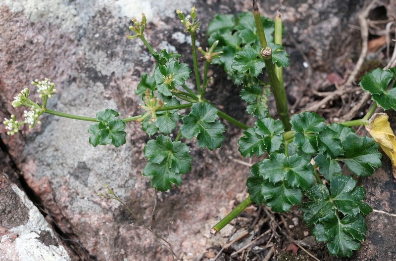 Peucedanum cordatum photo 4