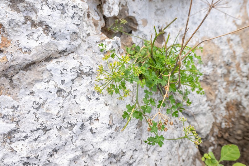 Peucedanum cordatum photo 5