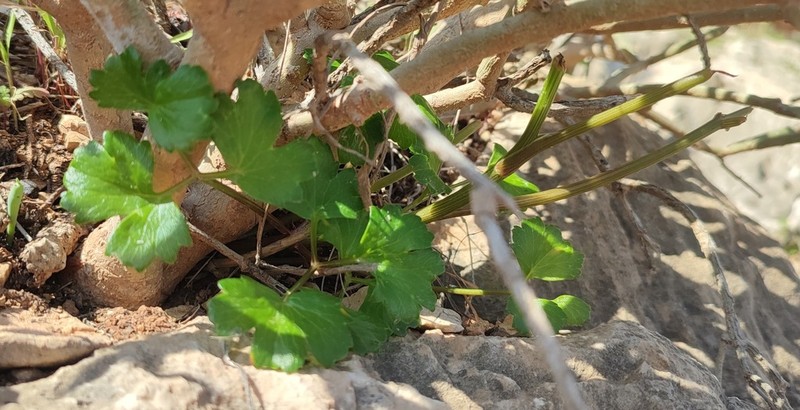 Peucedanum cordatum photo 7
