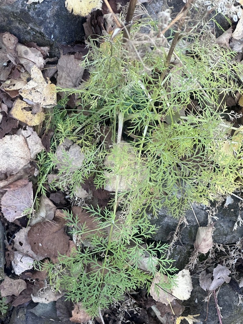 Peucedanum coreanum