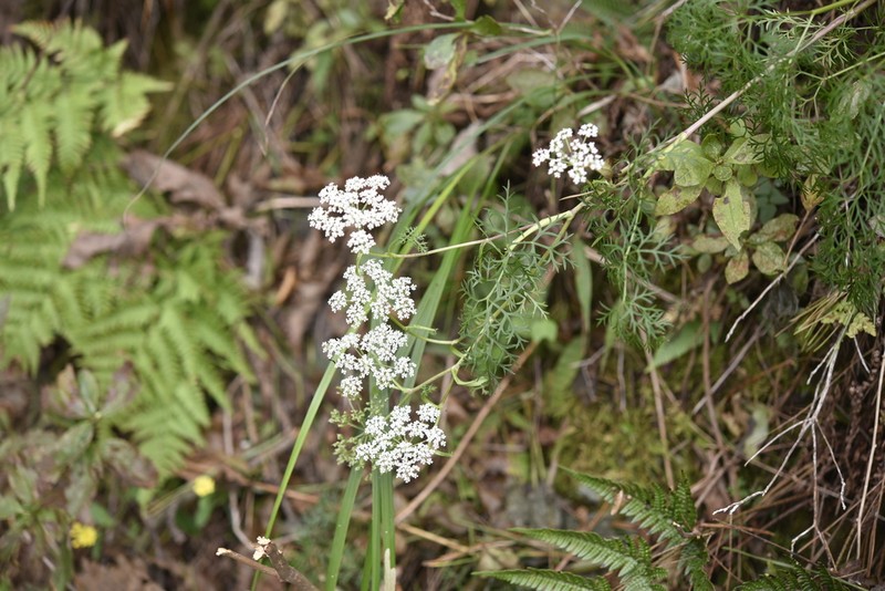 Peucedanum coreanum photo 2