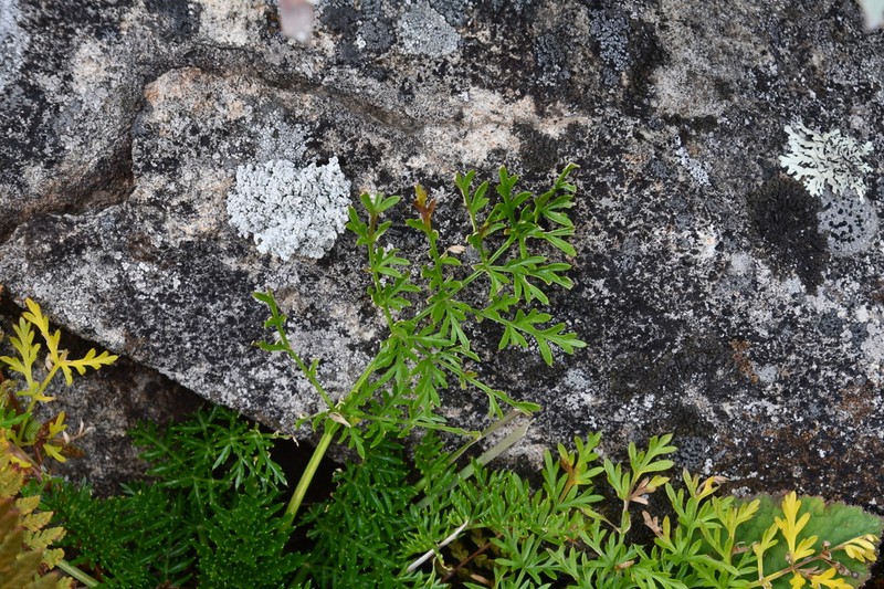 Peucedanum coreanum photo 3