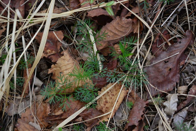 Peucedanum coreanum photo 4