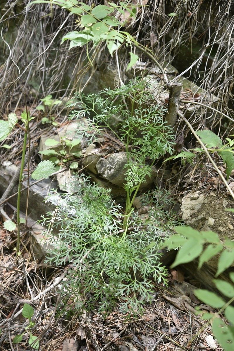 Peucedanum coreanum photo 5