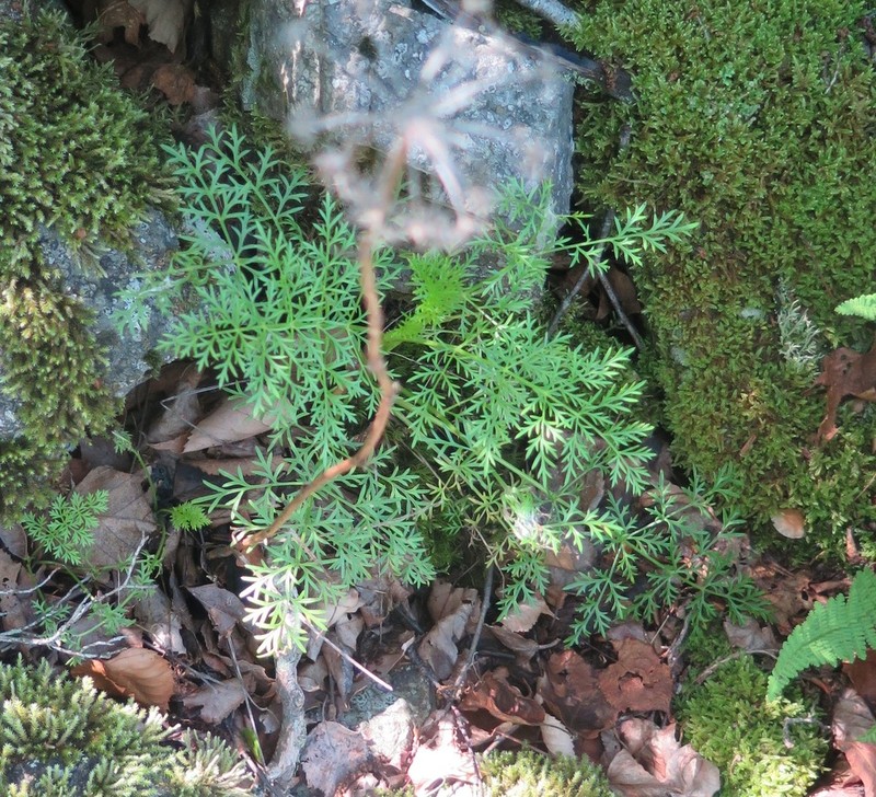 Peucedanum coreanum photo 6