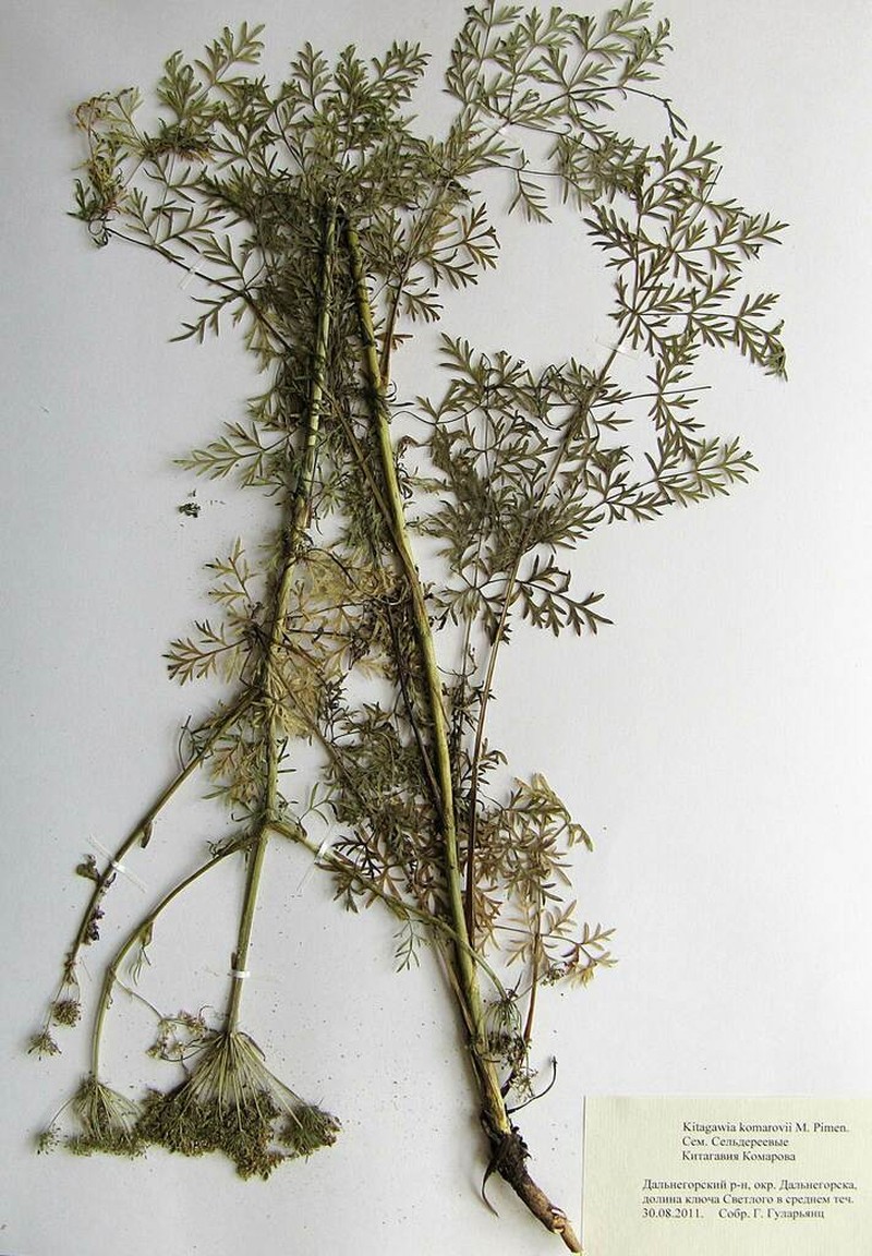 Peucedanum coreanum photo 7