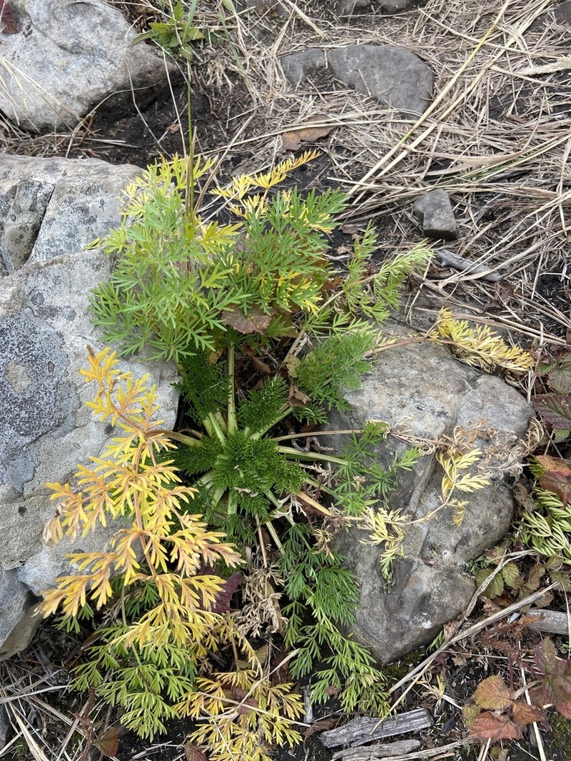 Peucedanum coreanum photo 8