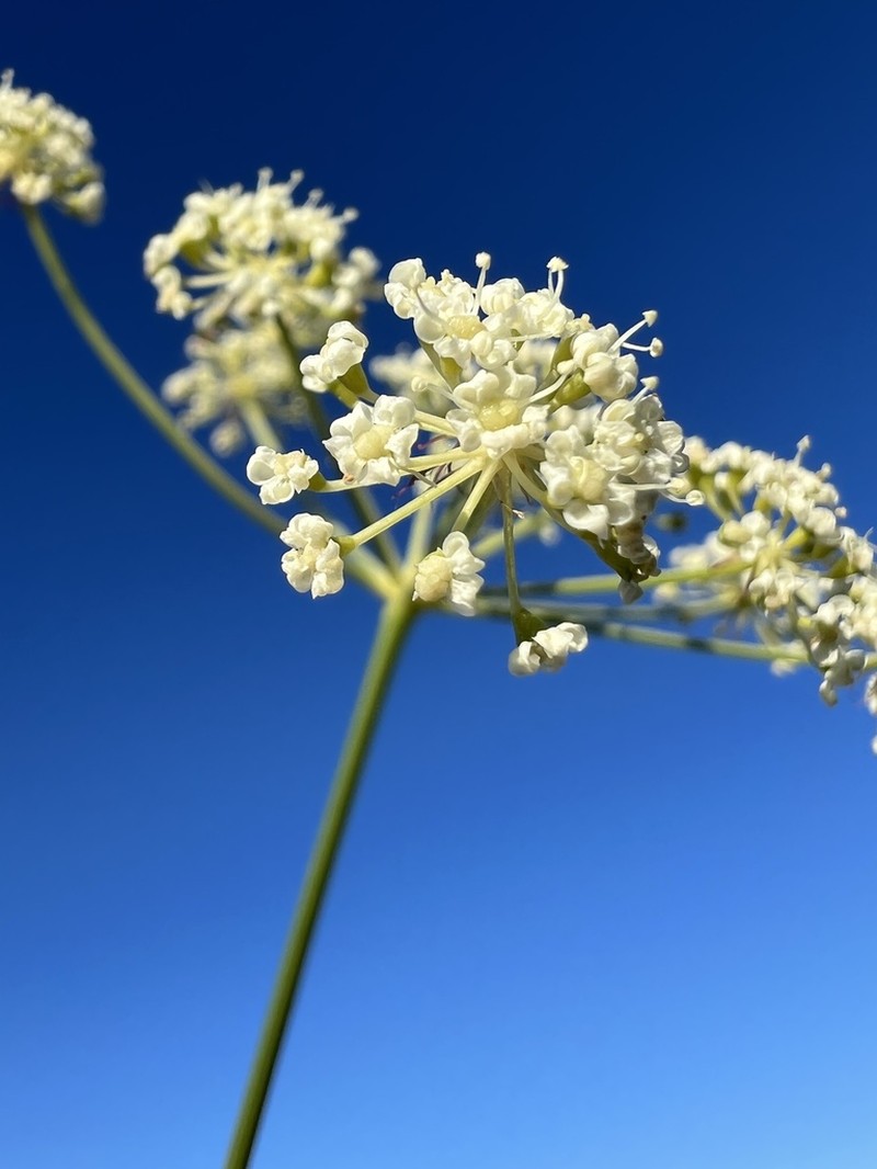 Peucedanum coriaceum