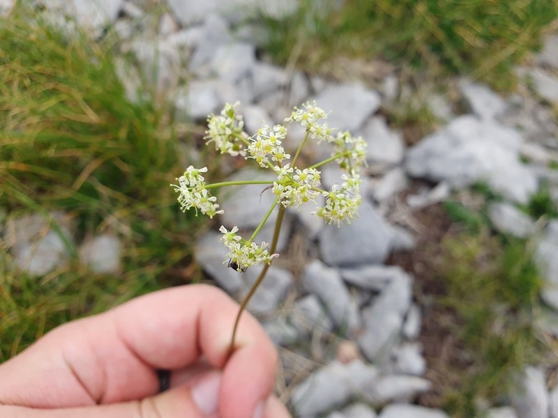 Peucedanum coriaceum photo 2