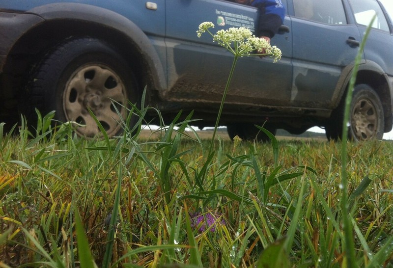 Peucedanum coriaceum photo 3