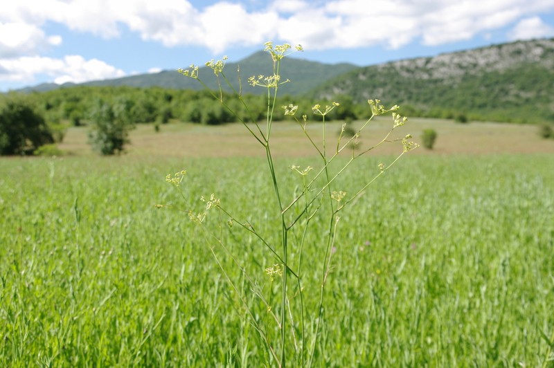 Peucedanum coriaceum photo 4