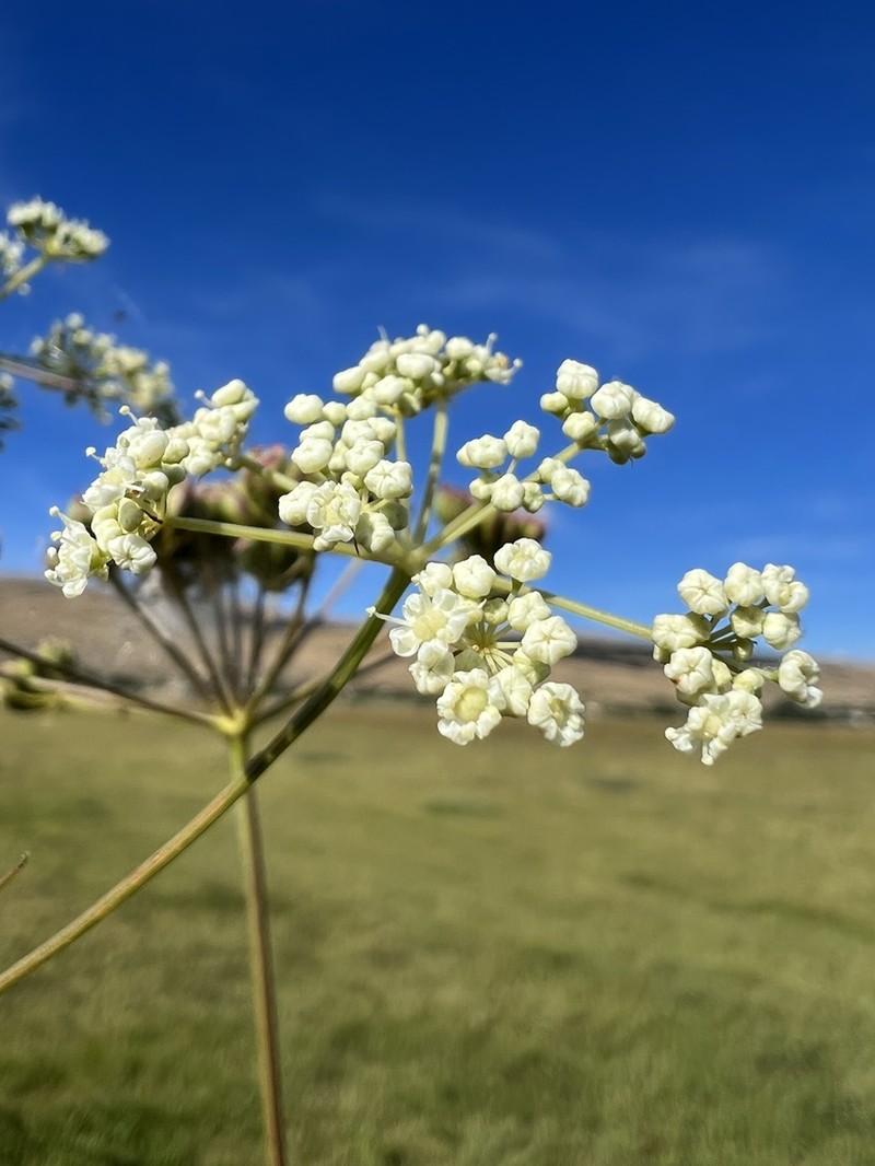Peucedanum coriaceum photo 5