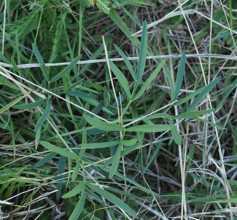 Peucedanum coriaceum photo 6