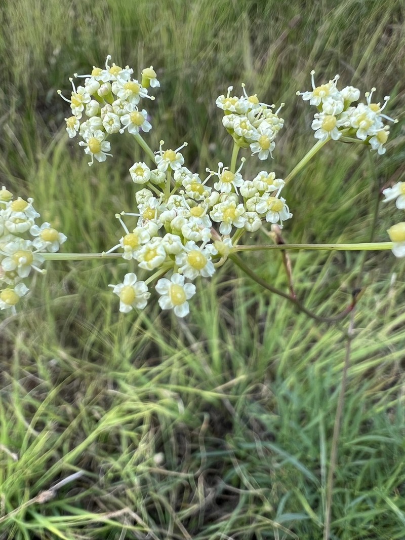 Peucedanum coriaceum photo 7