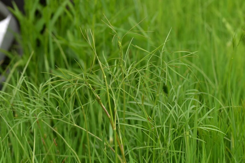 Peucedanum coriaceum photo 8