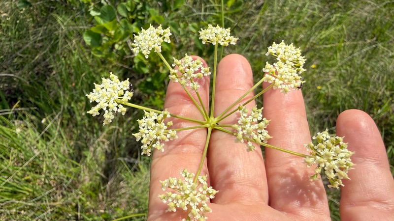 Peucedanum coriaceum subsp. pospichalii