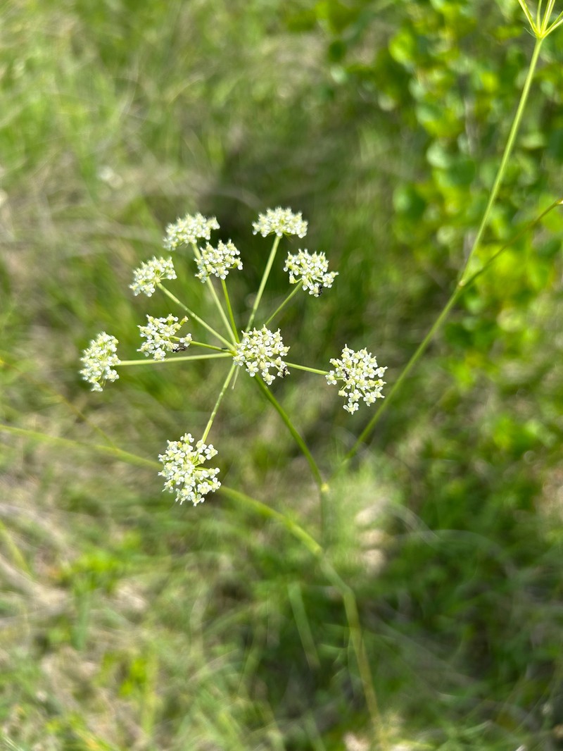 Peucedanum coriaceum subsp. pospichalii photo 2