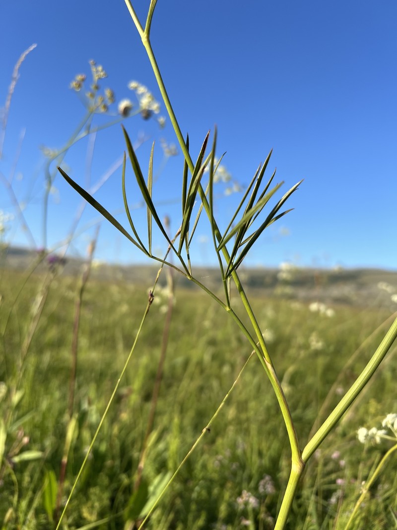 Peucedanum coriaceum subsp. pospichalii photo 3