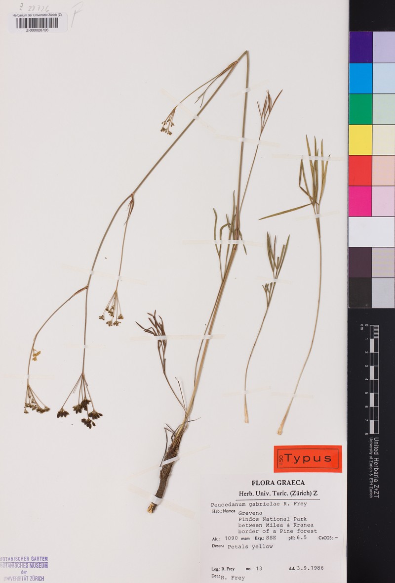 Peucedanum gabrielae