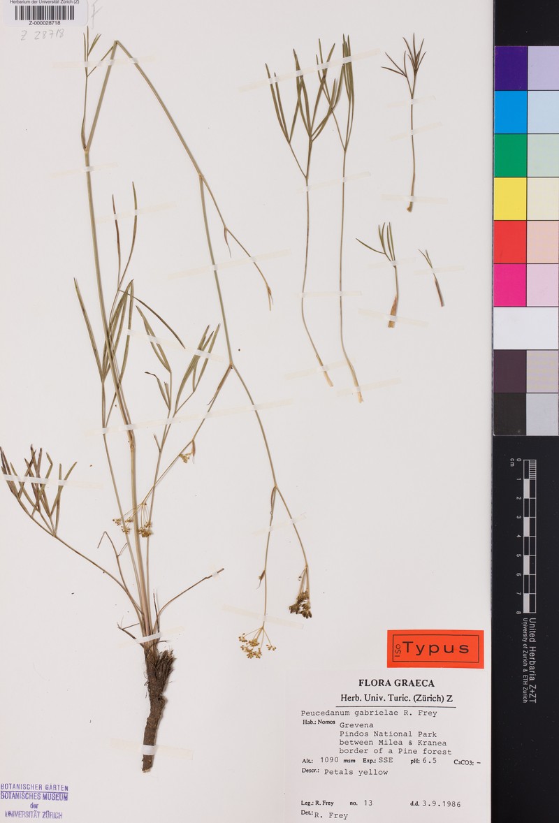 Peucedanum gabrielae photo 2