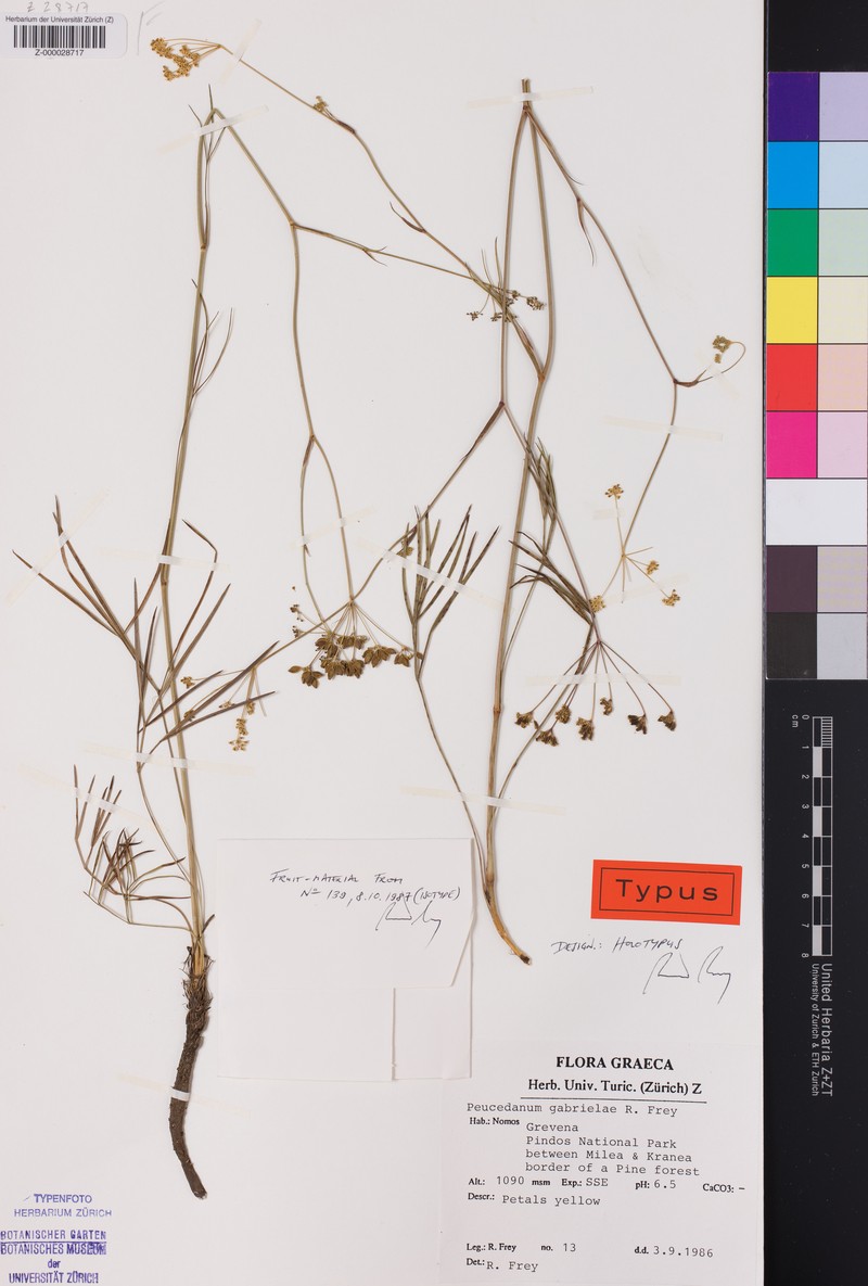 Peucedanum gabrielae photo 3
