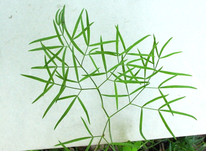 Peucedanum gallicum