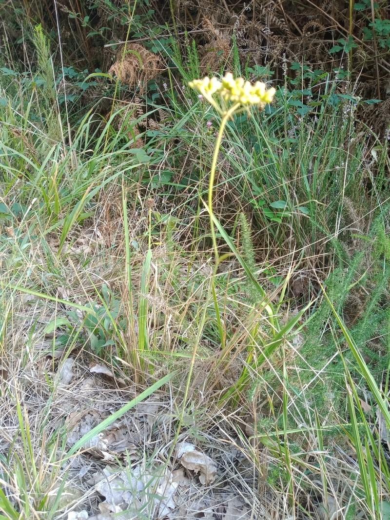 Peucedanum gallicum photo 2