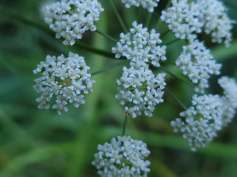 Peucedanum gallicum photo 3