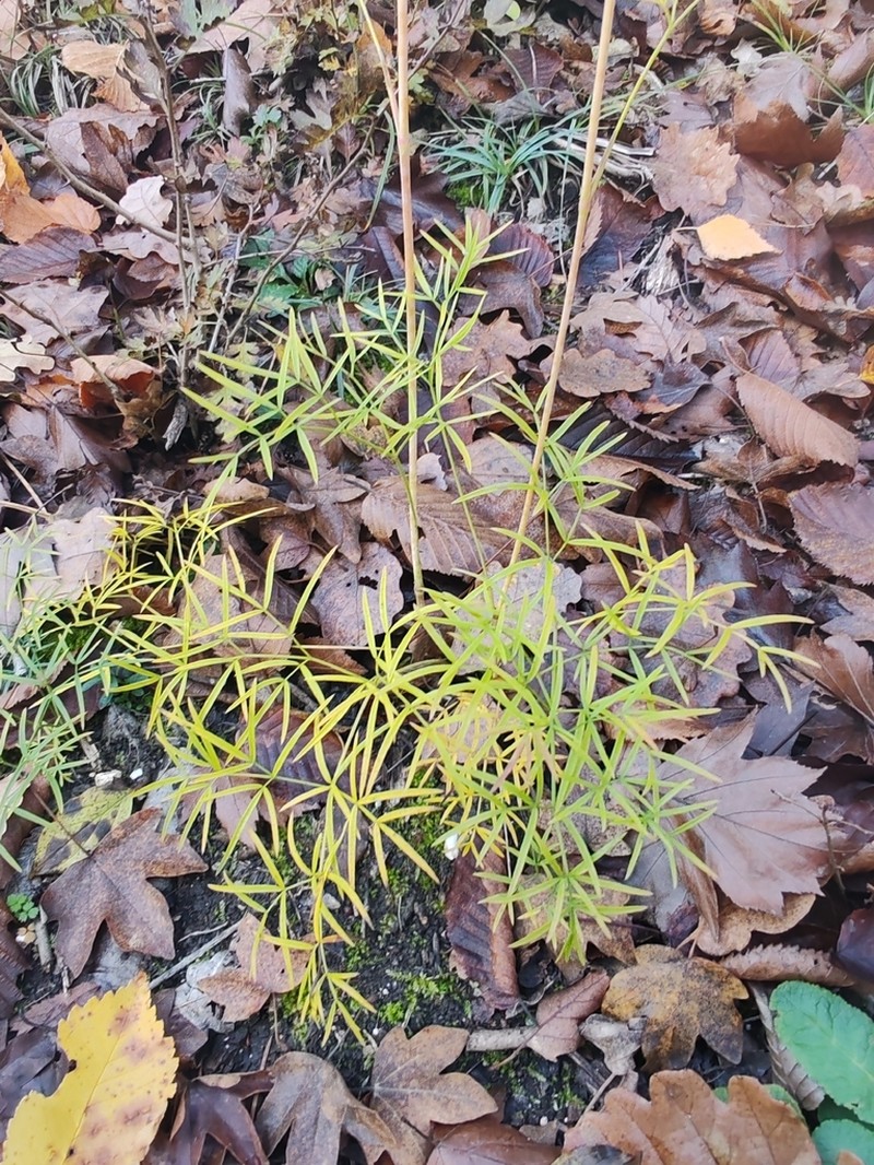 Peucedanum gallicum photo 4