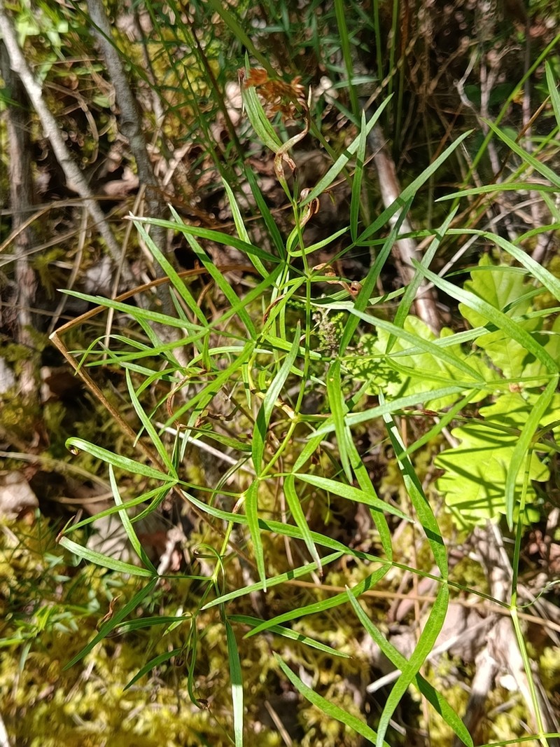 Peucedanum gallicum photo 5