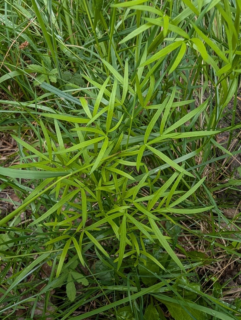 Peucedanum gallicum photo 6