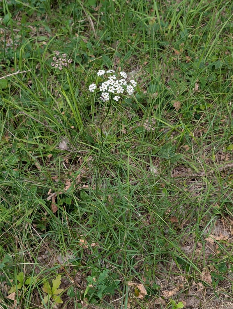 Peucedanum gallicum photo 7