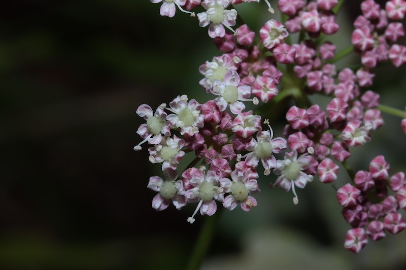 Peucedanum gallicum photo 8
