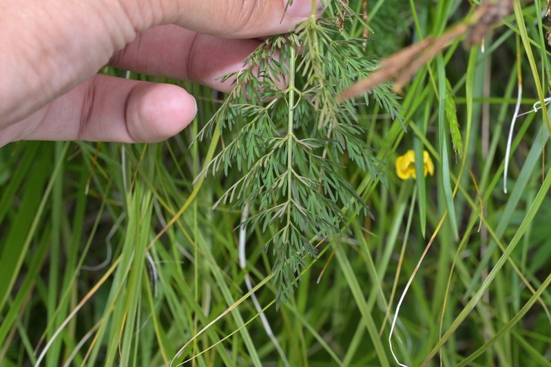 Peucedanum harry-smithii