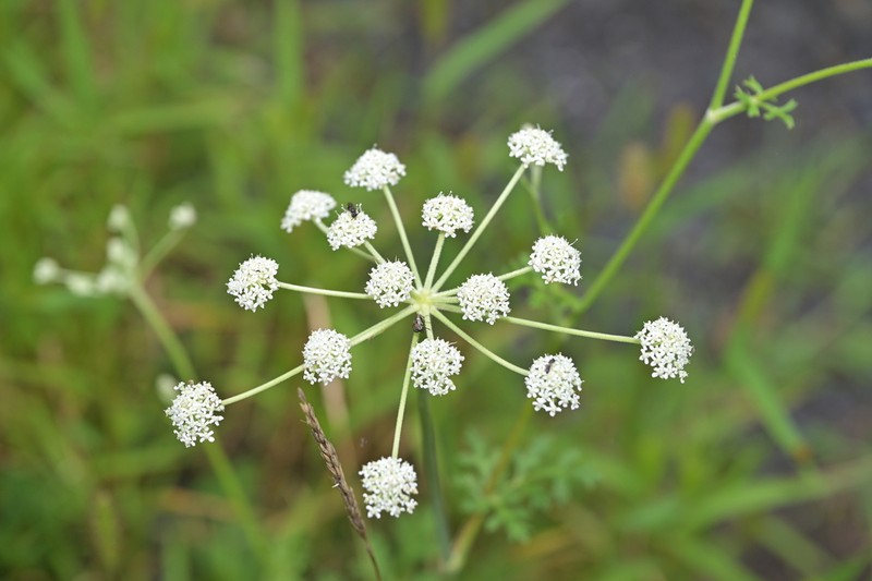 Peucedanum harry-smithii photo 2