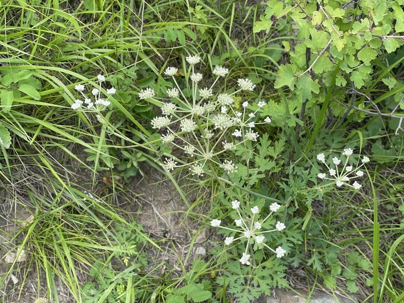 Peucedanum harry-smithii photo 3