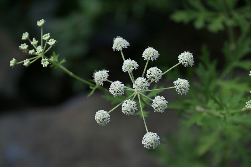 Peucedanum harry-smithii photo 4