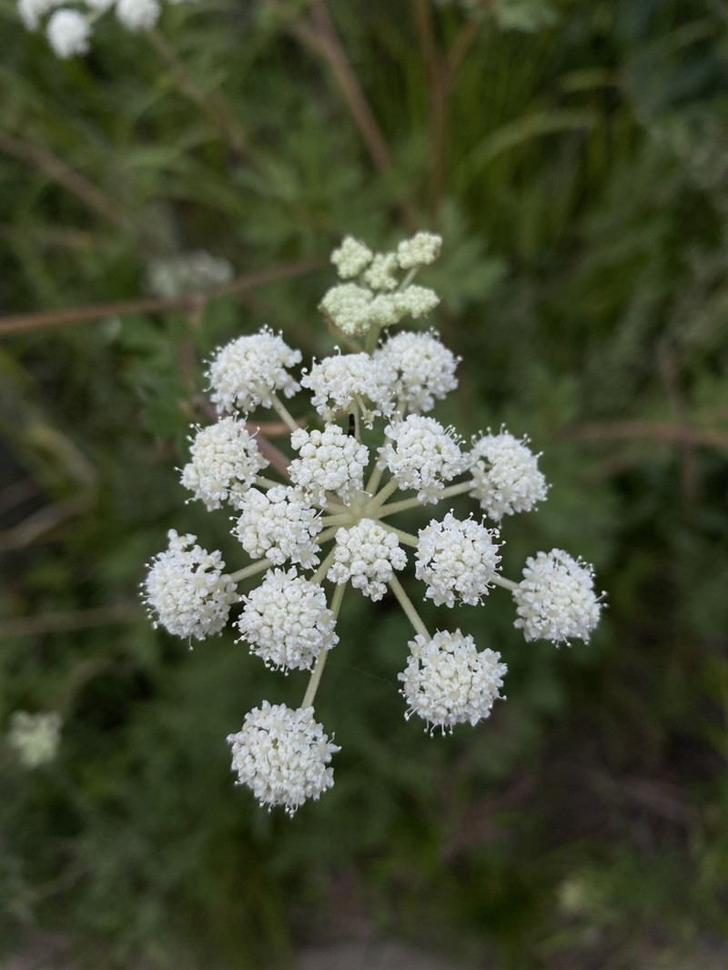 Peucedanum harry-smithii photo 5