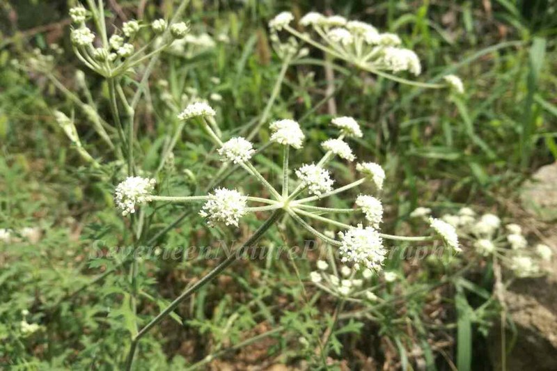 Peucedanum harry-smithii photo 6