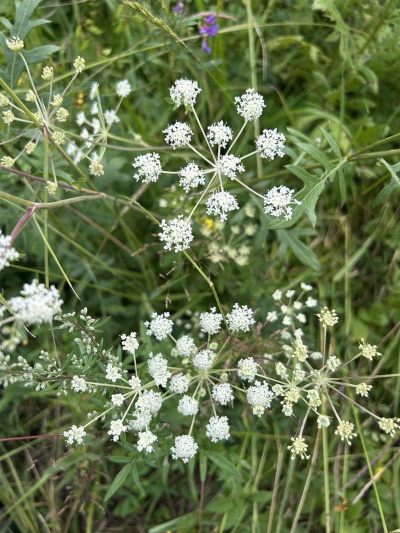 Peucedanum harry-smithii photo 7