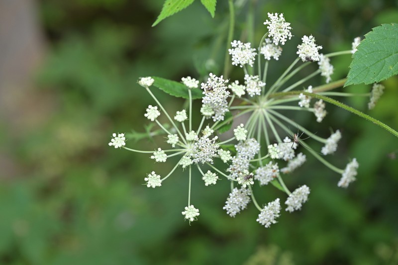 Peucedanum harry-smithii photo 8