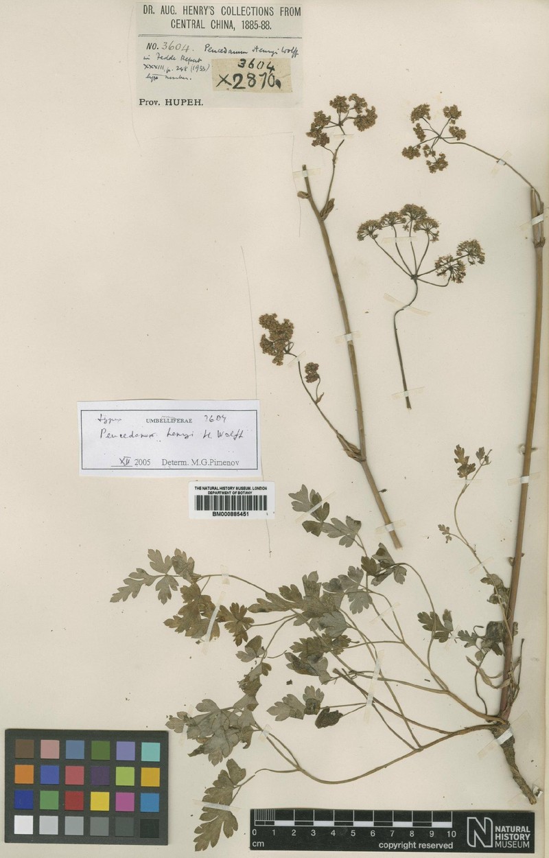 Peucedanum henryi
